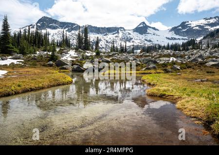 Ein Bach verläuft durch eine Bergwiese in British Columbia. Stockfoto