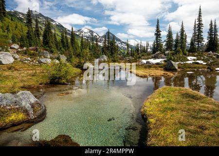 Ein Bach verläuft durch eine Bergwiese in British Columbia. Stockfoto