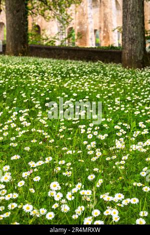 Blühende Gänseblümchen in Chaumont, Frankreich Stockfoto