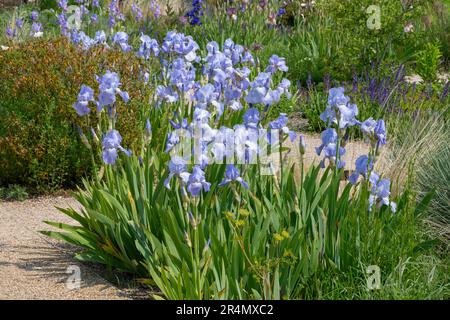 Ein großer Haufen Iris „Jane Philips“ im Paradise Garden bei RHS Bridgewater, Worsley Greater Manchester, England. Stockfoto