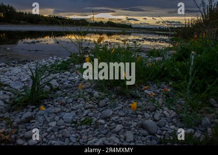 Der Selwyn River ist ein Fluss auf Neuseelands Südinsel, bekannt für seine malerische Schönheit und vielfältige Landschaften. Stockfoto