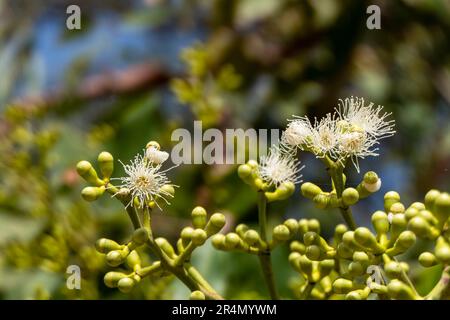 Knospen und Blüten einer Myrtenpflanze auf einem unscharfen Hintergrund. Selektiver Fokus Stockfoto