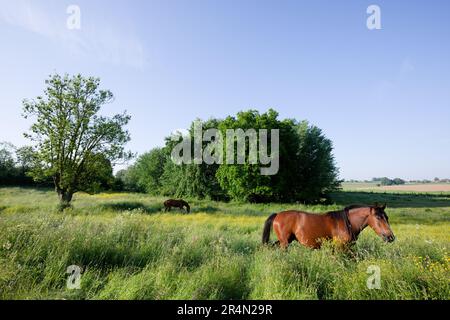 Zwei braune Pferde weiden auf einer üppig grünen Wiese mit Wildblumen, großen Bäumen und offenem Ackerland unter einem hellblauen Himmel. Stockfoto