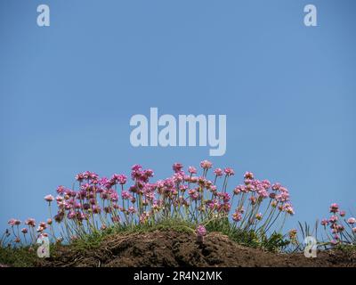 Armeria Maritima alias Pink Thrift gegen den blauen Himmel. Horizont und Kopierraum. Stockfoto