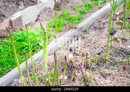 Grüner Spargel-Shoot wächst aus nächster Nähe.Anbau von gesundem Gourmet-Gemüse im Garten Stockfoto