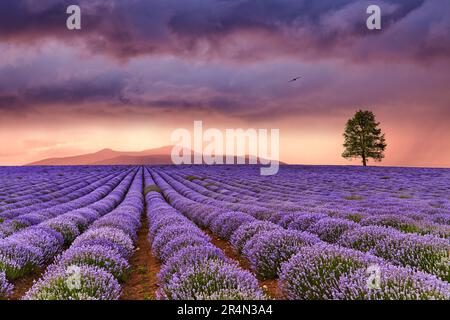 Wunderschöne Landschaft mit Lavendelfeld und farbenfrohem Himmel bei Sonnenuntergang Stockfoto