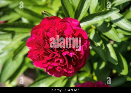 Einzelne rote früh blühende Pfingstrose (Paeonia lactiflora) mit einer perfekt geformten Blüte in einem britischen Garten im Mai. Stockfoto