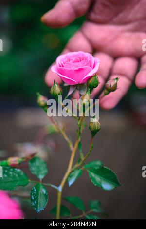Rosa Rose, die von einer Hand gehalten wird und auf einem grünen Hintergrund abgebildet ist Stockfoto