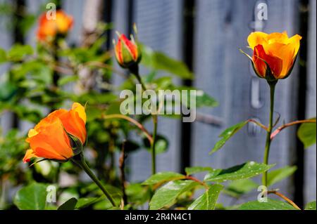 Nahaufnahme von Orangenrosen (rosaceae) vor einem grauen Zaun. Stockfoto