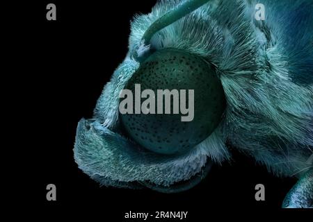 Makrofotografie des Kopfes einer bunten Motte auf schwarzem Hintergrund. Stockfoto
