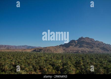 Die üppige Dattelpalmenoase in Agdz, Marokko, mit dem majestätischen Berg Jbel Kissane im Hintergrund, der ein kontrastierendes Panorama schafft. Stockfoto