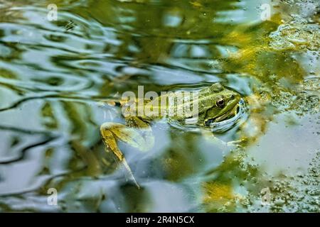 Anatolischer Wasserfrosch in einem Teich, Gelemis, Truthahn Stockfoto