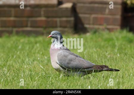 Ringeltaube Stockfoto