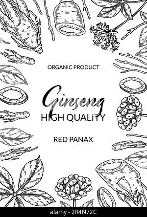 Vertikales Ginseng-Design. Handgezeichnete botanische Vektordarstellung im Skizzenstil. Kann für Verpackung, Etikett, Ausweis verwendet werden. Pflanzliche Medizin im Hintergrund Stock Vektor
