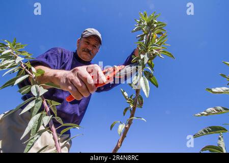 Fructifizierung beim Ernten eines Mandelbaums durch einen marokkanischen Landwirtschaftswissenschaftler Stockfoto