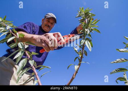 Marokkanischer Bauer, der auf einem Mandelbaum Obst pflückt Stockfoto