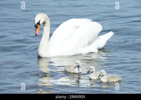 Ein Schwan und Cygnets am Lake Windermere, Cumbria, während des warmen Frühlingssaison-Wetters. Foto: Montag, 29. Mai 2023. Stockfoto