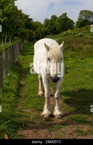 Weißes Pferd auf einem Feld Stockfoto