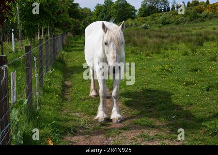 Ein altes weißes Pony auf einem Feld an einem sonnigen Sommertag Stockfoto