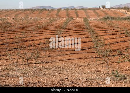 Mandelzucht in Sidi Bouhria, Umgebung von Oujda, Marokko Stockfoto