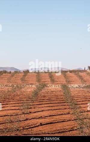 Mandelplantagen in Sidi Bouhria in der Nähe von Oujda, Marokko Stockfoto