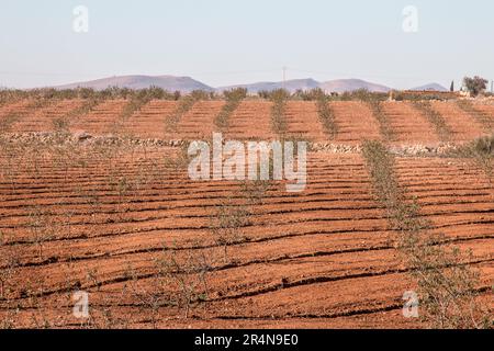 Mandelhaine wachsen in Sidi Bouhria, in der Nähe von Oujda, Marokko Stockfoto