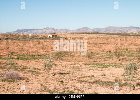 Anbau von Mandelbäumen in Sidi Bouhria, Umgebung von Oujda, Marokko Stockfoto