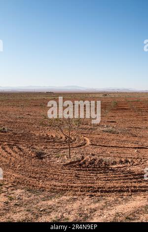 Mandelbäume Plantage in Sidi Bouhria, in der Nähe von Oujda, Marokko Stockfoto