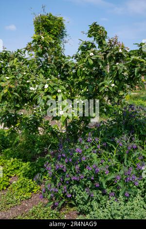 Gemeine Medlar (Mespilus Germanica) mit lilafarbenem Comfrey unterhalb von RHS Bridgewater, Worsley Greater Manchester, England. Stockfoto