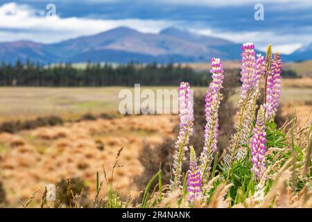 Purple Wild Lupins blühen im Fiordland National Park auf South Island von Neuseeland Stockfoto