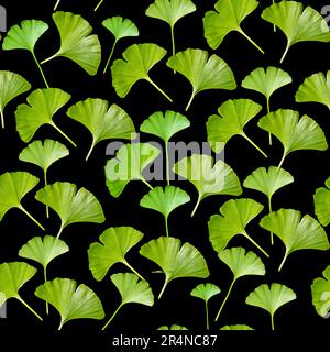 Pflanzenmuster. Grüne Blätter von Ginkgo biloba auf schwarzem Hintergrund. Wrapper. Tapete. Papier und Stoff. Stockfoto
