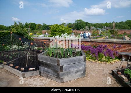 Purple Alliums blühen in der Gemeinde Grow Area von RHS Bridgewater, Worsley Greater Manchester, England. Stockfoto