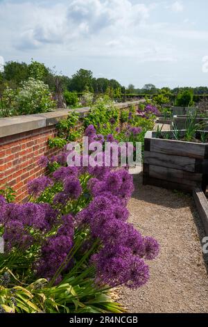 Purple Alliums blühen in der Gemeinde Grow Area von RHS Bridgewater, Worsley Greater Manchester, England. Stockfoto