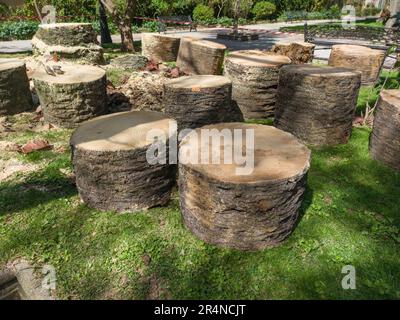 Palmen, angegriffen von der Pest des roten Palmenwebels. Blick auf abgeschlagene Baumstämme in einem öffentlichen Park Stockfoto