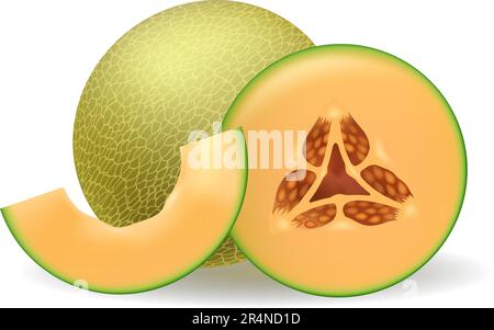 Realistisches Bild der Melone Stock Vektor