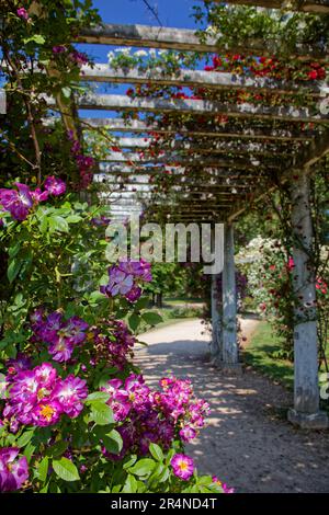 LYON, FRANKREICH, 29. Mai 2023 : im Rosengarten des Tête d'Or-Parks an einem wunderschönen sonnigen Tag Stockfoto