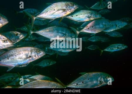 Eine Schule des orangefarbenen Trevally (Carangoides Bajad) im Roten Meer, Ägypten Stockfoto