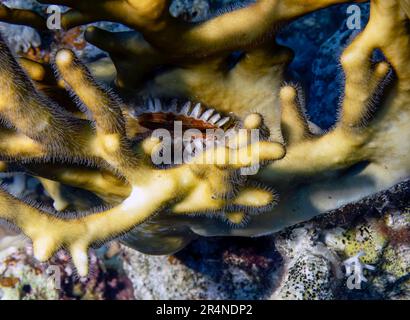 Eine kleine Auster, versteckt in einem Stück Feuerkoralle im Roten Meer, Ägypten Stockfoto