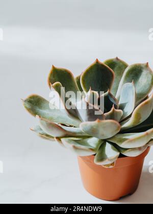 Kleines hübsches Echeveria Red Pulidonis Succulent in Topf auf weißem Hintergrund. Vorderansicht. Speicherplatz kopieren Stockfoto