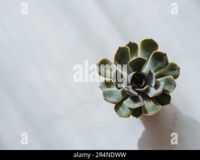 Kleines hübsches Echeveria Red Pulidonis Succulent in Topf auf weißem Hintergrund. Vorderansicht. Speicherplatz kopieren Stockfoto