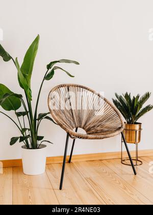 Ein Korbstuhl an der weißen Wand mit großen Topfpflanzen. Modernes Wohnzimmer mit Innenausstattung. Minimalistisch heller Innenraum. Stockfoto