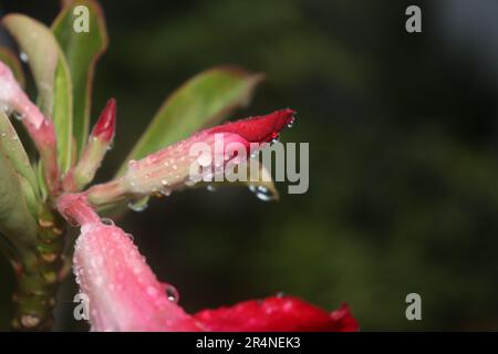 Die Schönheit der adeniumknospen, die morgens mit Regentropfen bedeckt sind Stockfoto