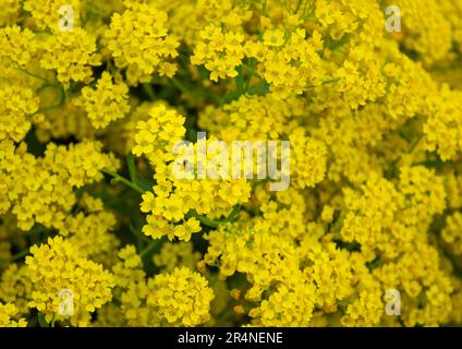 Verschlüsse gelber Blüten aus Goldkorb oder Aurinia saxatilis (Alyssum saxatile) im Gartenhintergrund. Blütenhintergrund. Stockfoto