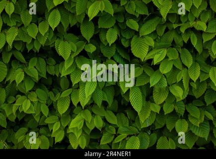 Ulmus pumila celer Blätter, Europäischer Hornbalken oder Carpinus betulus im Garten. Grünes Blattmuster mit Sonnenlicht, Naturstruktur oder Hintergrund. Stockfoto