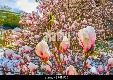 Blühende rosa Magnolia liliiflora im Schnee, Platzspitz-Park in Zürich, Schweiz Stockfoto