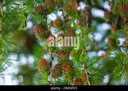 Frische Kegel von Lärchenbäumen im Naturhintergrund. Zweige mit Jungnadeln Europäische Lärche Larix decidua. Leuchtend grüne, flauschige Äste mit Kegeln aus Lark Stockfoto