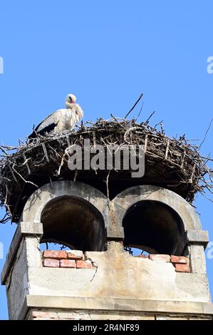 Rust, Burgenland, Österreich. Weißstorch (Ciconia ciconia) in Rust Stockfoto