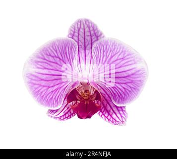 Rosa gestreifte Orchideenblume isoliert auf weißem Hintergrund. Objekt mit Schnittmaske. Konstruktionselement. Stockfoto