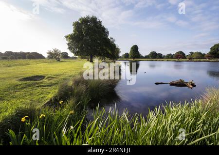 Helle Morgensonne im Bushy Park in Surrey UK Stockfoto