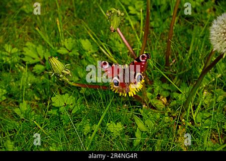 Pfau-Schmetterling mit zerkleinerten Flügeln auf einer Löwenblume auf einer Wiese Stockfoto